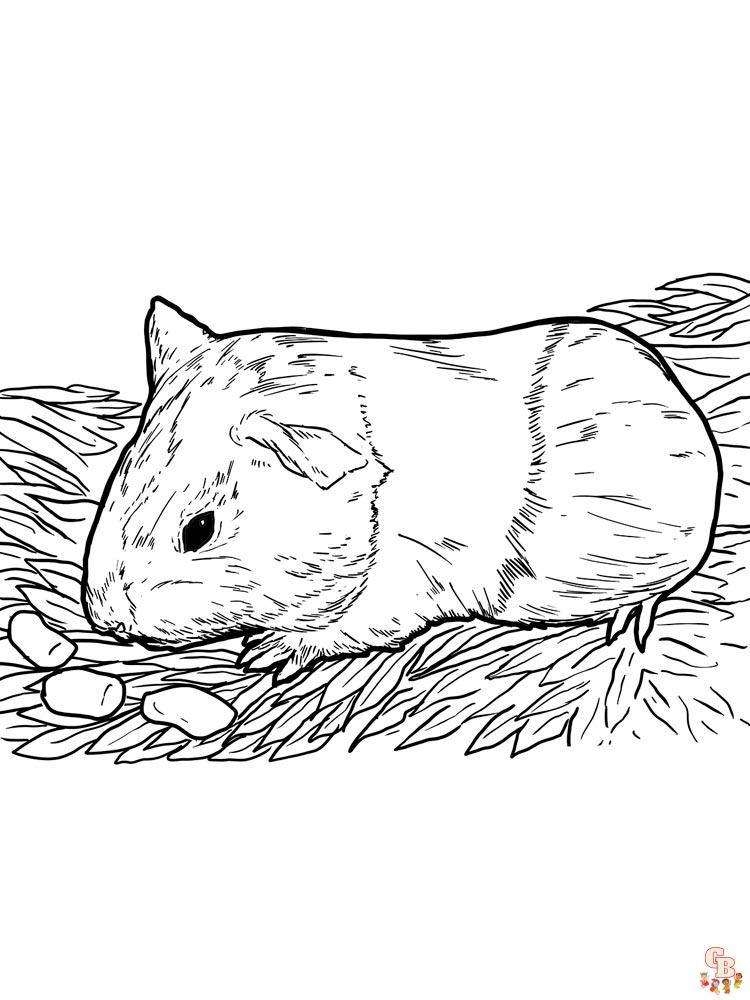 Ausmalbilder Meerschweinchen 7