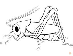 Malvorlagen Heuschrecke 2