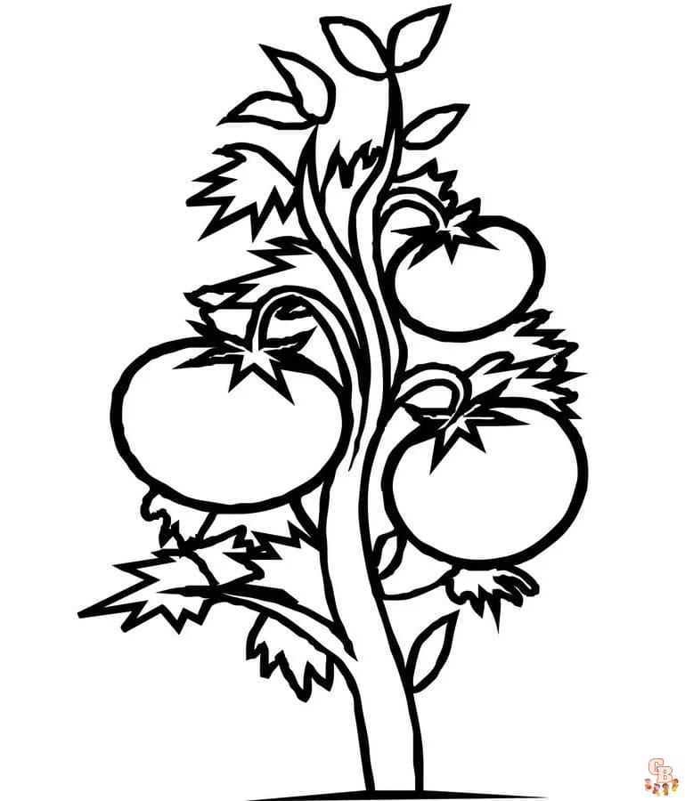 kostenlos Tomaten ausmalbilder