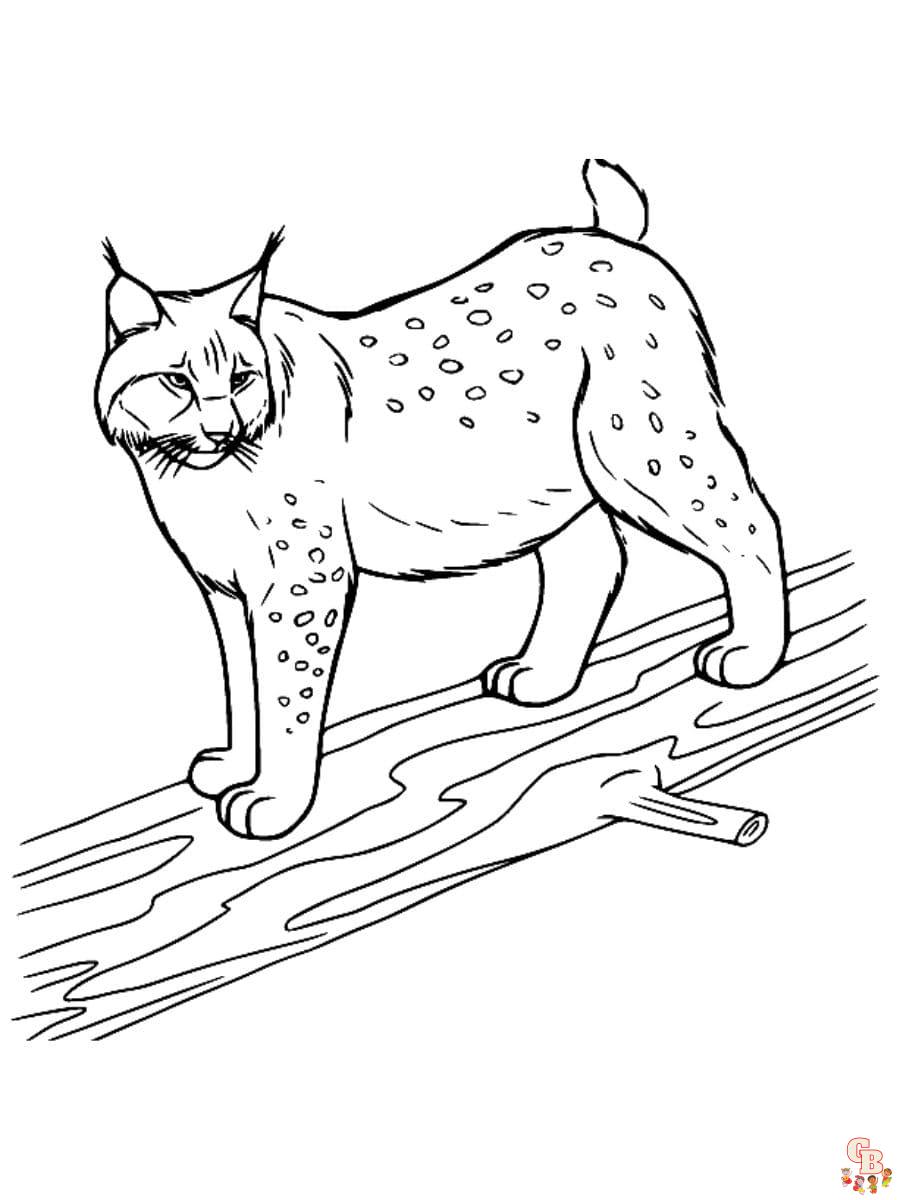 luchs ausmalbilder